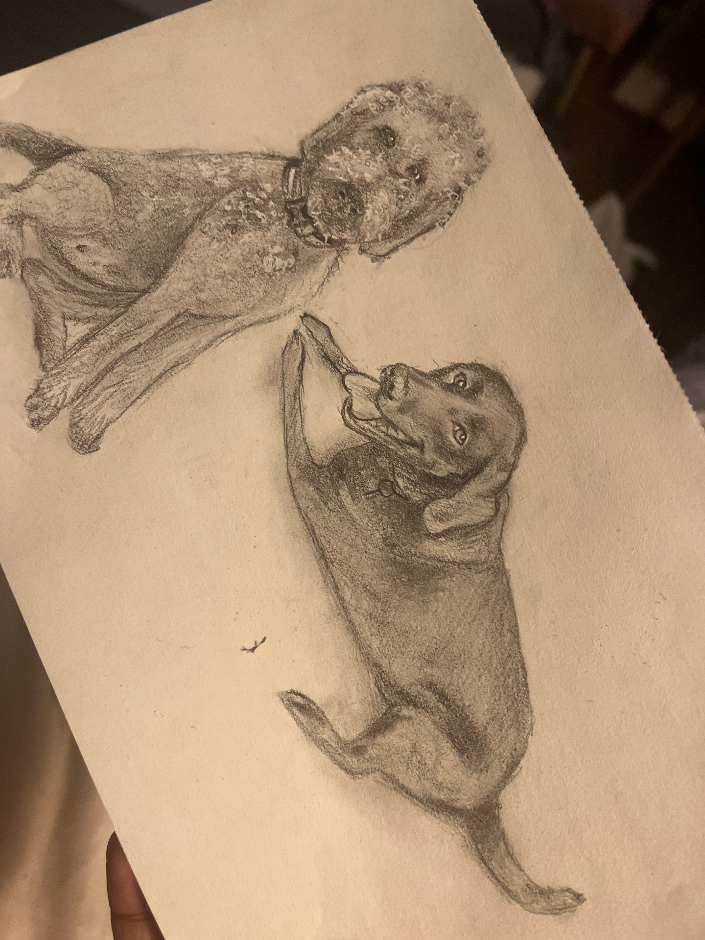 Pencil drawing of two dogs resting together on a sheet of sketchbook paper